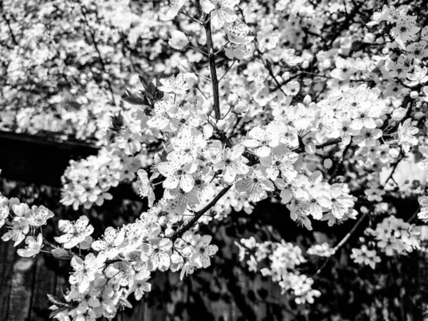 Bellissimi Fiori Bianchi Primaverili Ciliegie Rigogliose Albicocche Prugne Festa Primavera — Foto Stock