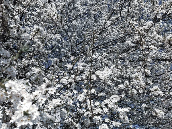 Gyönyörű Fehér Tavaszi Virágok Buja Cseresznye Sárgabarack Szilva Tavaszi Fesztivál — Stock Fotó