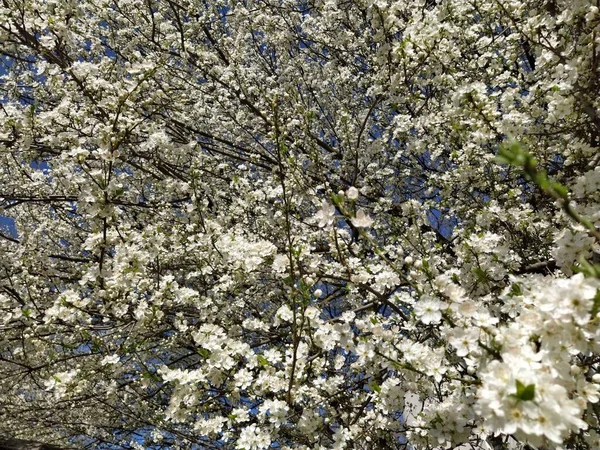 Hermosas Flores Blancas Primavera Cerezas Florecientes Albaricoques Ciruelas Festival Primavera — Foto de Stock