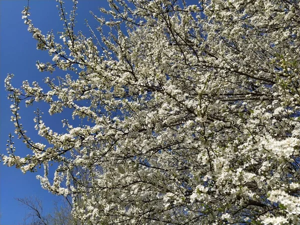 Bellissimi Fiori Bianchi Primaverili Ciliegie Rigogliose Albicocche Prugne Festa Primavera — Foto Stock