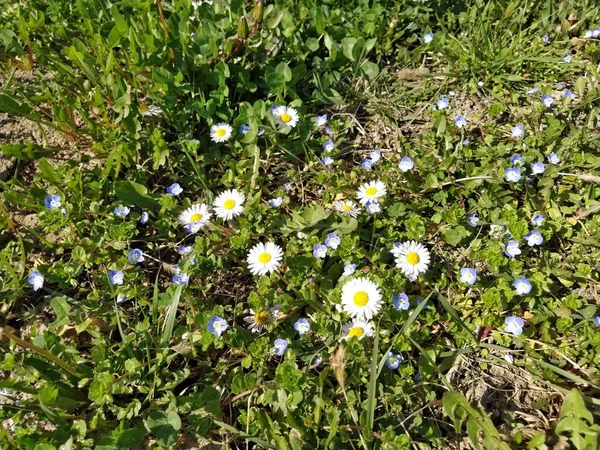White daisies on the lawn on a spring day. Short stems, only green grass coming out of the ground. The first spring steps. Lawn with flowers. Soil with clay. Close-up. Green grass and clover leaves.