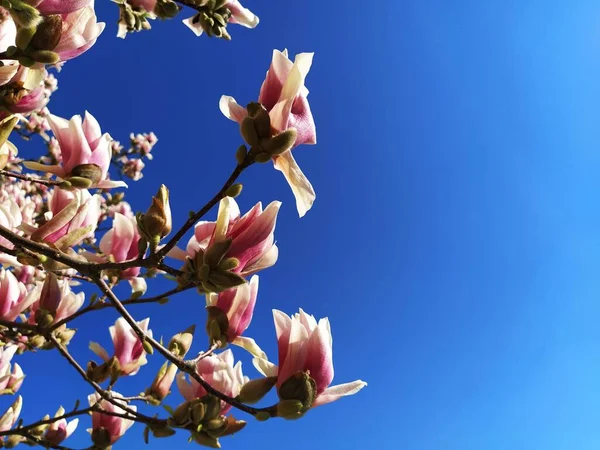 Belas Flores Rosa Florescentes Botões Magnólia Ramos Sem Folhas Céu — Fotografia de Stock