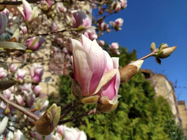 Hermosas Flores Rosadas Florecientes Brotes Magnolia Ramas Sin Hojas Cielo —  Fotos de Stock