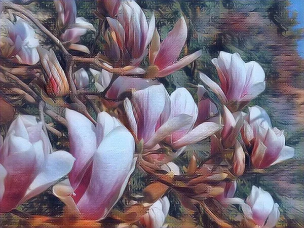 Красиві Квітучі Рожеві Квіти Магнолії Гілках Листя Синє Небо Сонячне — стокове фото