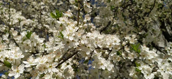 Bellissimi Fiori Bianchi Primaverili Ciliegie Rigogliose Albicocche Prugne Festa Primavera — Foto Stock