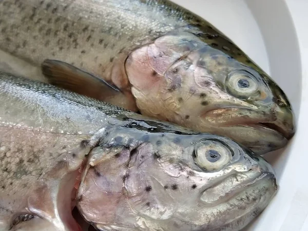 Two trout fish on a white plate. Fresh edible fish close-up. Shiny scales on the body, transparent eyes of the fish. High in omega-3 unsaturated fatty acids for a healthy diet. Mediterranean diet.