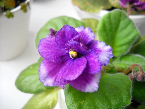 Saintpaulia ou uzambara violeta de cor violeta com folhas verdes fofas em volta. Linda flor terry roxo. Numerosas vilosidades finas. Uma planta delicada nativa da África Oriental. Close-up. Casa Floricultura — Fotografia de Stock