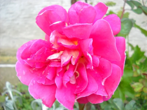 Pink Rose Garden Opened Petals Color Cold Nuance Close — ストック写真