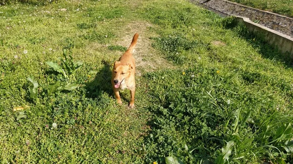 突出した舌を持つ小さな赤い髪の犬は喜んで新鮮な緑の草に沿って実行されます 晴れた日 春または夏 所有者の後に動物が急いで カメラを見ています — ストック写真