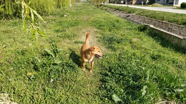 突出した舌を持つ小さな赤い髪の犬は喜んで新鮮な緑の草に沿って実行されます 晴れた日 春または夏 所有者の後に動物が急いで脇を見ています 優しい犬の笑顔 — ストック写真