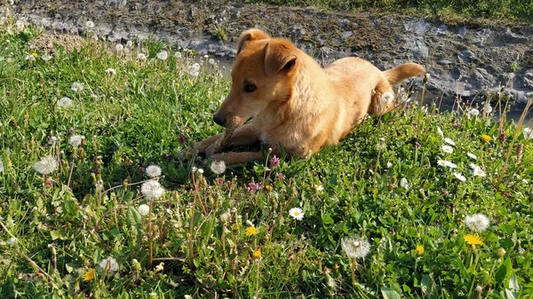 Pequeno Cão Vermelho Come Alegremente Osso Encontrado Animal Jaz Grama — Fotografia de Stock
