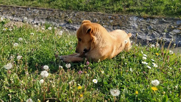 Petit Chien Rouge Mange Joyeusement Trouvé Animal Trouve Sur Herbe — Photo