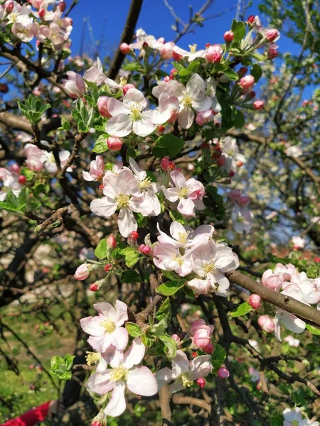 Tendre Pétales Fleurs Pommier Pommiers Aux Fleurs Blanches Luxuriantes Les — Photo