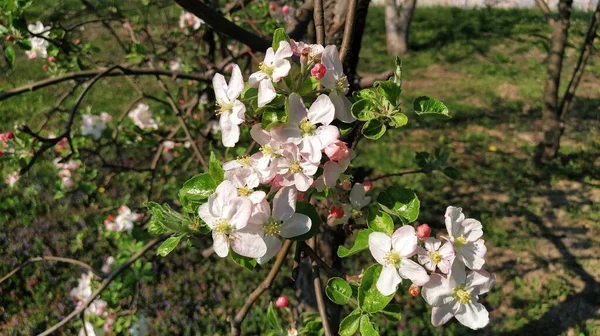 Τρυφερά Πέταλα Μηλιάς Μηλιές Πλούσια Ανθισμένα Λευκά Λουλούδια Περιστέρια Και — Φωτογραφία Αρχείου