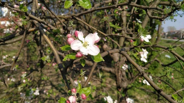 Pétalas Flores Macias Macieira Maçãs Exuberantes Flores Brancas Floridas Pestos — Fotografia de Stock