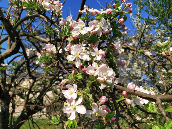 Ніжні Квіткові Пелюстки Яблуні Яблуні Пишних Квітучих Білих Квітах Шкідники — стокове фото