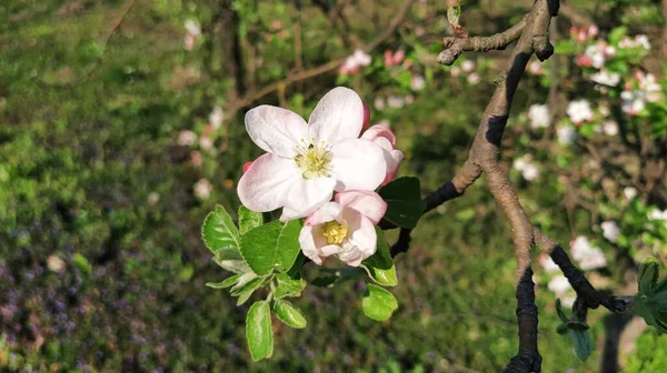 Ніжні Квіткові Пелюстки Яблуні Яблуні Пишних Квітучих Білих Квітах Шкідники — стокове фото