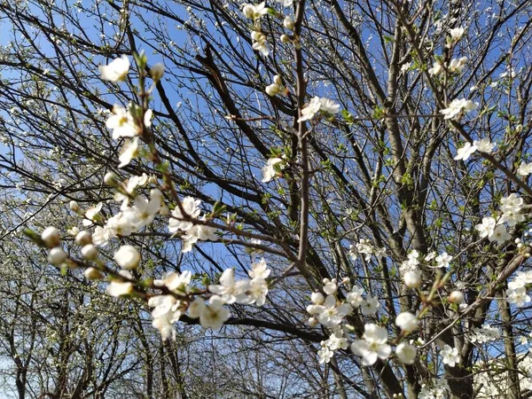 Fleurs Blanches Délicates Pommier Verger Printanier Entier Fleurs Blanches Luxuriantes — Photo