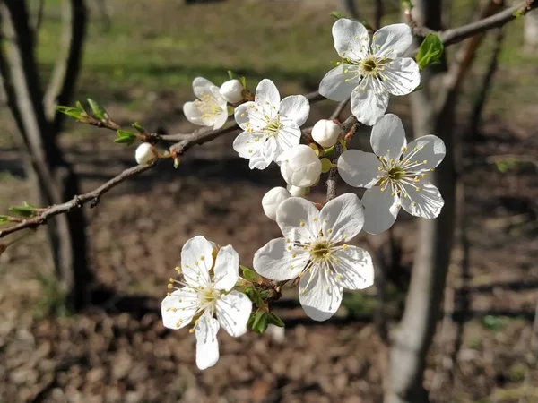 Делікатні Білі Квіти Яблуні Весняний Сад Повний Квітучих Білих Квітів — стокове фото