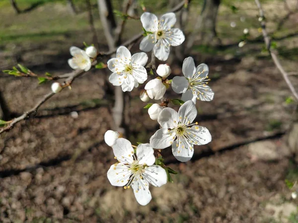 Delicadas Flores Blancas Manzano Huerto Primavera Entero Exuberantes Flores Blancas — Foto de Stock