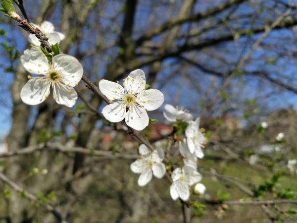 Flores Brancas Delicadas Uma Árvore Maçã Bokeh Desfocado Pomar Primavera — Fotografia de Stock