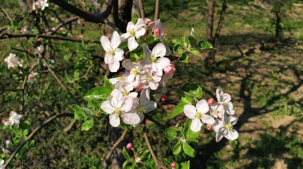 Tender flower petals of apple tree. Apple trees in lush flowering white flowers. Pestles and stamens are noticeable. Spring in the orchard. The beginning of agricultural work.