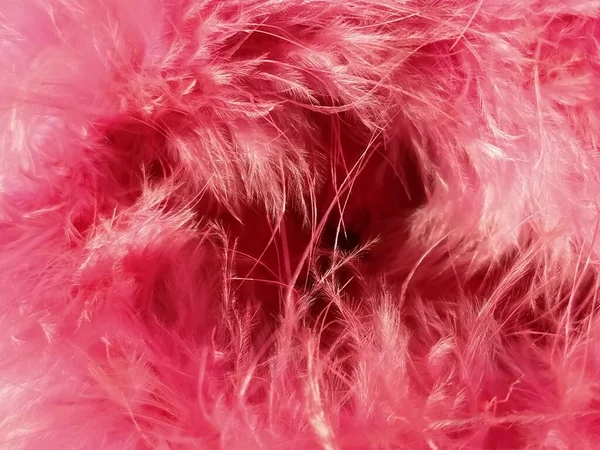 粉红绒毛或粉红色的天然鸟类羽毛特写 轻飘飘的羽毛精致的质感情人节快乐贺卡 女人或女孩外套上的领子亮粉色或色泽 — 图库照片