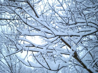 Kar şeklinde yağış ile birlikte yumuşak, sakin bir hava. Ağaçların dalları yoğun kar yığınına zar zor dayanır..