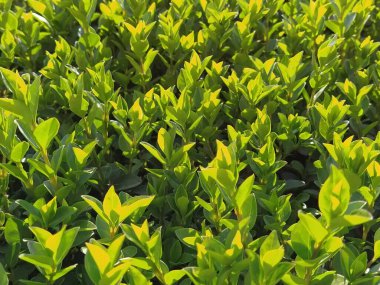 Güzel çit ya da çim. Baharda bir çalılığın genç filizleri ve dalları büyüdü. Sıcak güneş ışınları. Parlak yeşil yapraklar. Enerji ve klorofil. Parkların ve sokakların dekoratif bahçıvanlığı