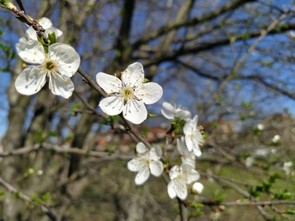 Delicadas Flores Blancas Manzano Huerto Primavera Entero Exuberantes Flores Blancas —  Fotos de Stock