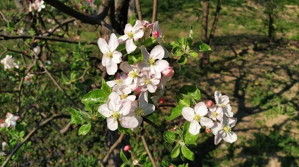 Tender flower petals of apple tree. Apple trees in lush flowering white flowers. Pestles and stamens are noticeable. Spring in the orchard. The beginning of agricultural work.