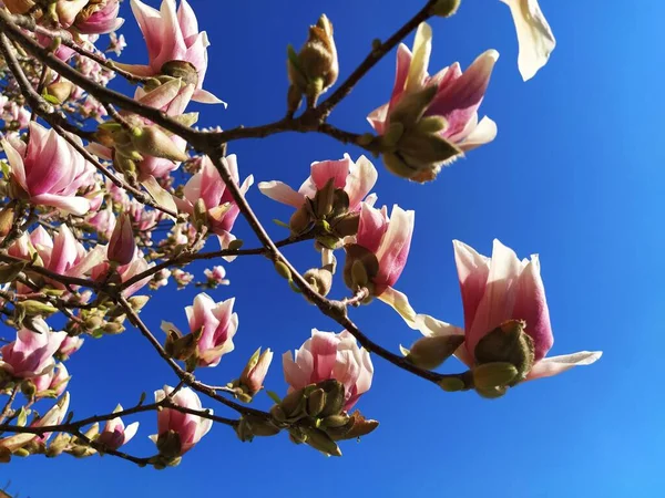 Hermosas Flores Rosadas Florecientes Brotes Magnolia Ramas Sin Hojas Cielo —  Fotos de Stock