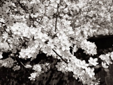 Güzel beyaz bahar çiçekleri. Çiçekli kirazlar, kayısılar, erikler. Bahar festivali. Japon geleneği. Tebrik kartı, düzen ya da çiçek arkaplanı. Kabuklu ve erkeksi yaprakları olan narin yapraklar.