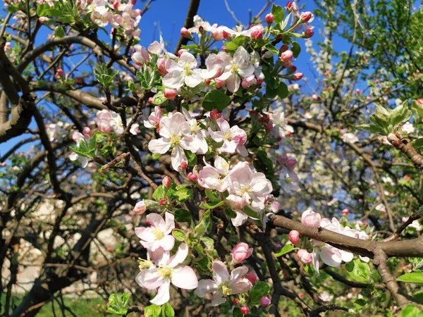 Tender flower petals of apple tree. Apple trees in lush flowering white flowers. Pestles and stamens are noticeable. Spring in the orchard. The beginning of agricultural work.