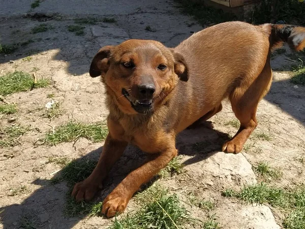 小さな赤い毛の犬 晴れた日 春または夏 所有者の後に動物が急いでカメラを見て — ストック写真