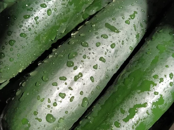 Мокрые Огурцы Тщательно Промыть Овощи Водой Профилактика Инфекционных Заболеваний Зеленые — стоковое фото