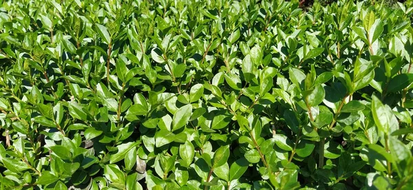 Green Shrubs Hedge Bright Fresh Foliage Glossy Shiny Leaves Solar — Stock Photo, Image