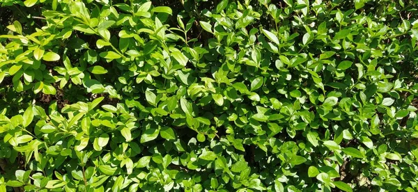 Arbustos Verdes Hedge Folhagem Fresca Brilhante Folhas Brilhantes Brilhantes Iluminação — Fotografia de Stock