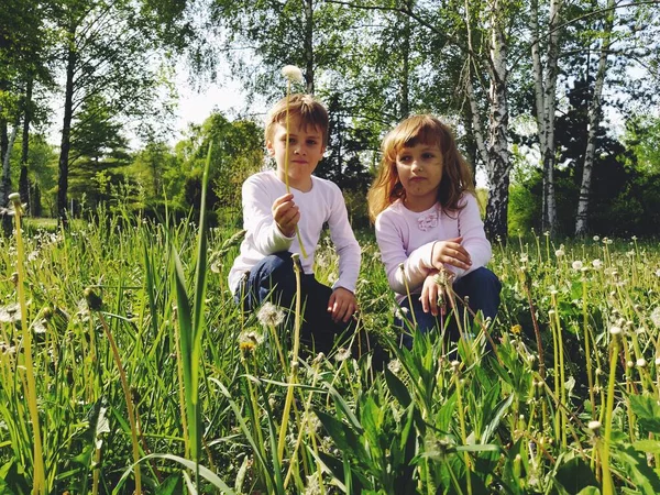 Chłopiec Dziewczyna Trawie Cute Dzieci Zbierać Kwiaty Łąki Cios Nasiona — Zdjęcie stockowe