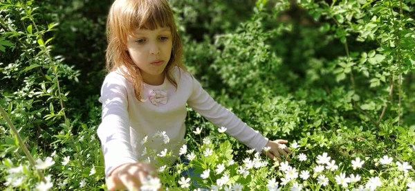 Lovely Girl Blond Hair Meadow Wildflowers White Stellaria Genus Flowering — Stock Photo, Image