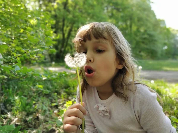 Una Bella Bambina Attira Aria Nel Petto Soffia Bianchi Soffici — Foto Stock