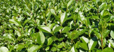 Yeşil çalılar. Çit. Parlak taze yapraklar. Parlak parlak yapraklar. Güneş ışığı. Şehir Parkı. Bahçe dekorasyonu.