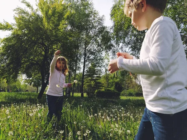 Мальчик и девочка на траве. Милые дети собирают луговые цветы и дуют на одуванчики — стоковое фото