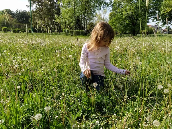 Девушка в траве. Милый ребенок собирает луговые цветы. Ребенок одет в белую и розовую блузку и синие джинсы. Солнечная погода в городском парке. Отдыхай на природе. Экология, здоровый образ жизни — стоковое фото