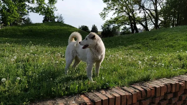 Um cão branco está a brincar num relvado verde. Um cão rafeiro corre e salta no campo. Um animal de estimação satisfeito goza de vida e liberdade. Animais sem-abrigo na rua. City Park. Tempo ensolarado. Parede de tijolo . — Fotografia de Stock