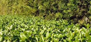 Yeşil çalılar. Çit. Parlak taze yapraklar. Parlak parlak yapraklar. Güneş ışığı. Şehir Parkı. Bahçe dekorasyonu