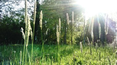 Yeşil Çimen ve Güneş Işığı. Buğday tarlası. Kış ekinleri filizlendi. Bahar geldi.