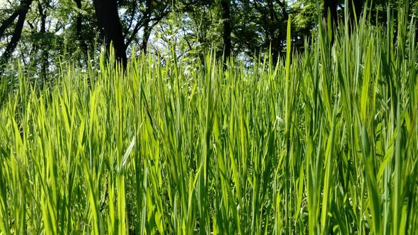 Зеленый Фон Гравитации Солнечным Излучением Пшеничное Поле Прорастали Озимые Культуры — стоковое фото