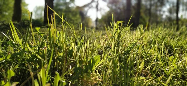 Green grass in the meadow. Lawn in a city park with trimmed grass. Sun rays and glare. Horizontal photography. Forest in spring or summer. Ecology concept. Blurry bokeh.