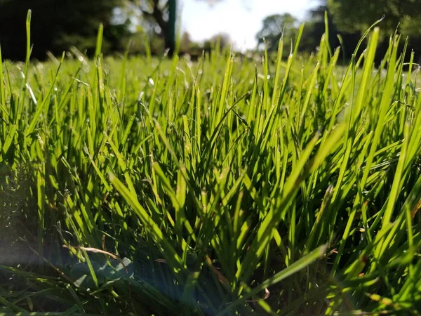 Green Grass Meadow Lawn City Park Trimmed Grass Sun Rays — Stock Photo, Image